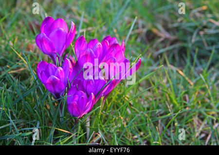 Niederländische Krokus, Frühlings-Krokus (Crocus Vernus, Crocus Neapolitanus), mehrere blühende Krokusse auf einer Wiese, Deutschland Stockfoto