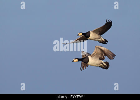 Weißwangengans (Branta Leucopsis), koppeln fliegen, Niederlande, Friesland Stockfoto