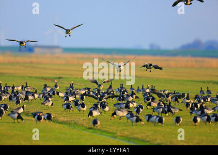 Weißwangengans (Branta Leucopsis), eine Herde weidender Gans mehr Vögel landen, Niederlande, Friesland Stockfoto