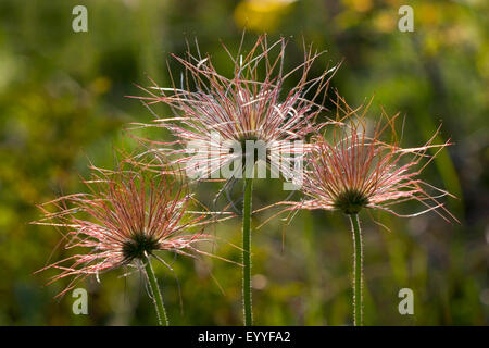 Kuhschelle (Pulsatilla Vulgaris), drei Fruchtständen, Deutschland Stockfoto