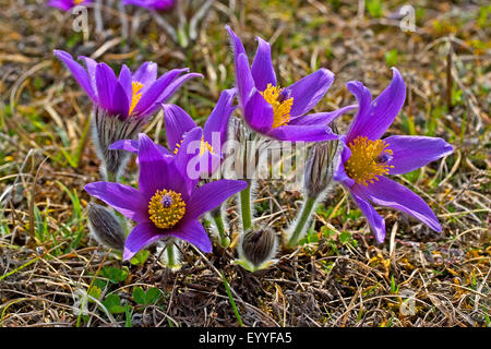 Kuhschelle (Pulsatilla Vulgaris), Blüte Küchenschellen, Deutschland Stockfoto