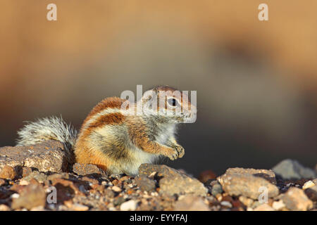 Barbary Grundeichhörnchen, nordafrikanischen Erdhörnchen (Atlantoxerus Getulus), sitzt auf einem Stein, Kanarischen Inseln, Fuerteventura Stockfoto