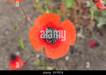 gefiederten Mohn, stachelige Mohnblume (Papaver Argemone), Blüte, Griechenland, Lesbos Stockfoto