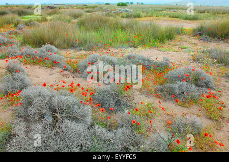 gefiederten Mohn, stachelige Mohnblume (Papaver Argemone), Blumen in den Dünen in der Nähe von Meer, Griechenland, Lesbos Stockfoto