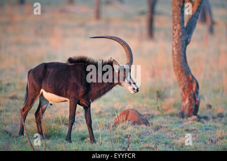 Rappenantilope (Hippotragus Niger), männliche in Savanne, Südafrika, Kgaswane Mountain Reserve Stockfoto