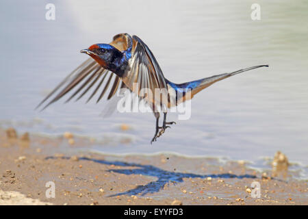 Rauchschwalbe (Hirundo Rustica), zieht von der Wasserstelle, Bulgarien, Kaliakra Stockfoto