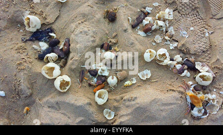 Seeigel, Echinoids (Echinoidea), Urchin Muscheln am Strand Nordsee, Niederlande Stockfoto