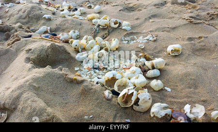 Seeigel, Echinoids (Echinoidea), Urchin Muscheln am Strand Nordsee, Niederlande Stockfoto