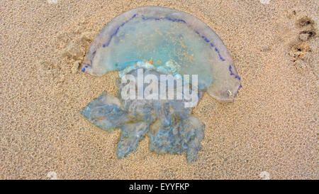 blaue Löwenmähne, Kornblume Quallen (Cyanea Lamarckii), liegen am Strand Nordsee, Niederlande Stockfoto