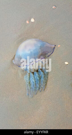 blaue Löwenmähne, Kornblume Quallen (Cyanea Lamarckii), liegen am Strand Nordsee, Niederlande Stockfoto