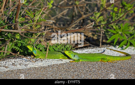 Balkan grüne Eidechse, Balkan Smaragd Eidechse (Lacerta Trilineata), paar legt an den Straßenrand, Griechenland, Lesbos Stockfoto