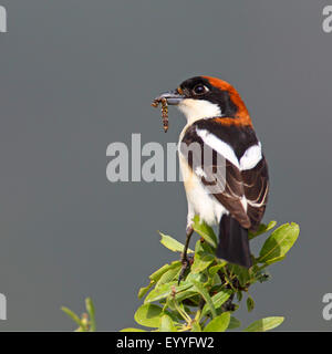 Rotkopfwürger (Lanius Senator), sitzt auf einem Baum mit einer Raupe in der Rechnung, Griechenland, Lesbos Stockfoto