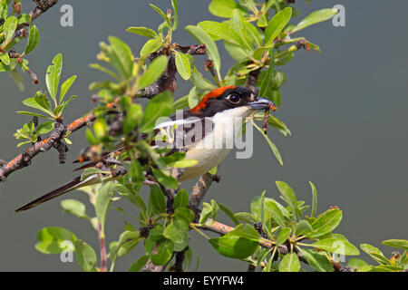 Rotkopfwürger (Lanius Senator), sitzt auf einem Baum mit einer Raupe in der Rechnung, Griechenland, Lesbos Stockfoto