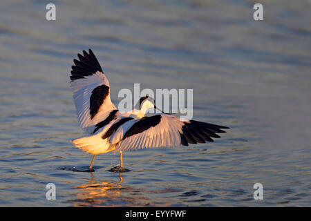 Trauerschnäpper Säbelschnäbler (Recurvirostra Avosetta), Landung in der Wasser, Griechenland, Lesbos Stockfoto