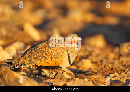 schwarzbäuchigen Sandgrouse (Pterocles Orientalis), männliche sitzt in Halbwüste, Kanarischen Inseln, Fuerteventura Stockfoto