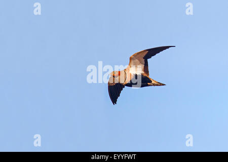 schwarzbäuchigen Sandgrouse (Pterocles Orientalis), männliche fliegen, Kanarischen Inseln, Fuerteventura Stockfoto