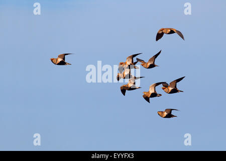 schwarzbäuchigen Sandgrouse (Pterocles Orientalis), Herde, Kanarischen Inseln, Fuerteventura fliegen Stockfoto