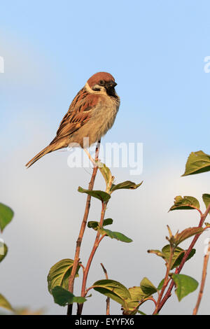 Erwachsenen eurasischen Tree Sparrow an Bempton RSPB Reserve Stockfoto