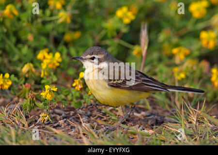 Schafstelze (Motacilla Flava Flava), weibliche steht auf dem Boden, Griechenland, Lesbos Stockfoto