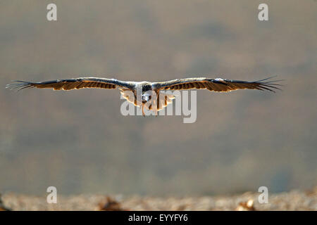 Schmutzgeier (Neophron Percnopterus), unreif Geier fliegen, Kanarischen Inseln, Fuerteventura Stockfoto