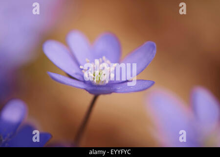 Leberblümchen Liverleaf amerikanischen Lebermoos (Hepatica Nobilis, Anemone Hepatica), einzelne Blume, Deutschland, Bayern, Oberpfalz Stockfoto