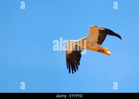 Schmutzgeier (Neophron Percnopterus), fliegen, Kanarischen Inseln, Fuerteventura Stockfoto