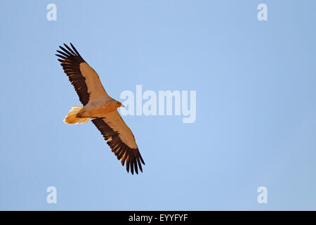 Schmutzgeier (Neophron Percnopterus), fliegen, Kanarischen Inseln, Fuerteventura Stockfoto