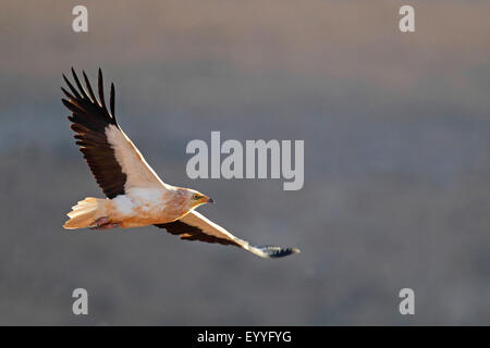 Schmutzgeier (Neophron Percnopterus), fliegen, Kanarischen Inseln, Fuerteventura Stockfoto