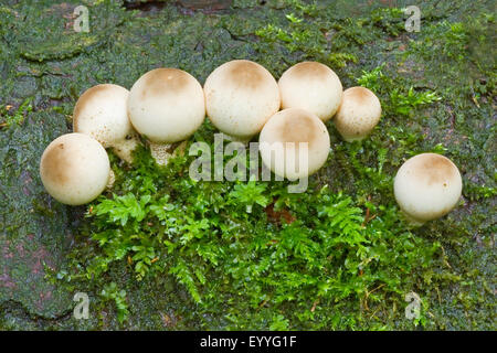 Stumpf Puffball (Lycoperdon Pyriforme, Morganella Pyriformis), junge Fruchtkörper Körpern auf bemoosten Totholz, Deutschland Stockfoto