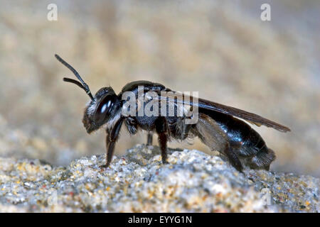 Violett-Winged Bergbau-Biene (Andrena Agilissima), auf dem Boden, Deutschland Stockfoto