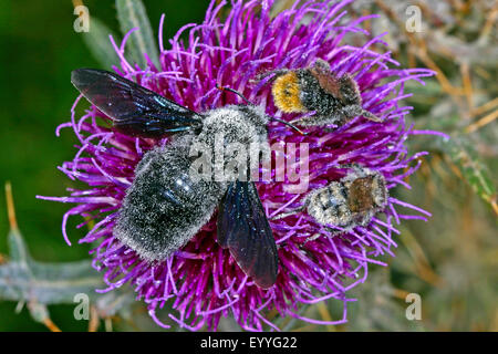 Violette Holzbiene (Xylocopa Violacea), auf einer Blume, Deutschland Stockfoto