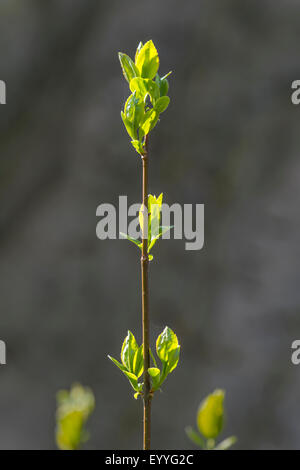 Gemeinsamen Forsythien (Forsythia x intermedia, Forsythia Intermedia), Zweig mit jungen Blättern, Deutschland, Nordrhein-Westfalen Stockfoto