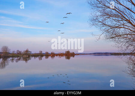 Höckerschwan (Cygnus Olor), fliegen am Abend über See Altmuehlsee, Deutschland, Bayern, Franken, Franken Stockfoto