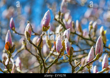 Untertasse Magnolie (Magnolia X soulangiana, Magnolia Soulangiana, X soulangeana Magnolia, Magnolia Soulangeana), Knospen, Deutschland, Nordrhein-Westfalen Stockfoto