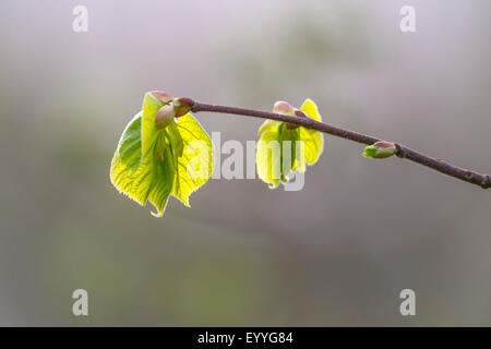 Linde, Linde, Linde (Tilia spec.), Zweig mit Blättern, Deutschland, North Rhine-Westphalia schießen Stockfoto