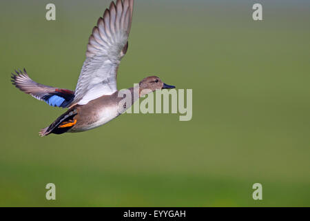 Gadwall (Anas Strepera, Mareca Strepera), fliegende männlich, Niederlande, Friesland Stockfoto