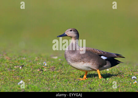 Gadwall (Anas Strepera, Mareca Strepera), männliche steht auf Grünland, Niederlande, Friesland Stockfoto