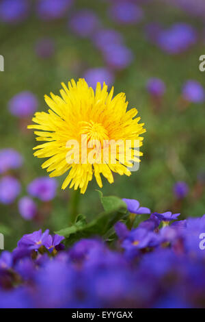 gemeinsamen Löwenzahn (Taraxacum Officinale), zwischen blühenden Aubrieta, Deutschland, Bayern, Oberpfalz Stockfoto