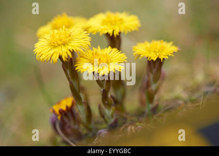 Colt-Fuß, Huflattich (Tussilago Farfara), Blüte, Deutschland, Bayern Stockfoto