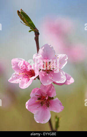 Pfirsich (Prunus Persica), blühenden Zweig, Deutschland Stockfoto