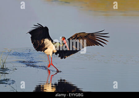 Schwarzstorch (Ciconia Nigra), sucht Nahrung im flachen Wasser, Griechenland, Lesbos Stockfoto