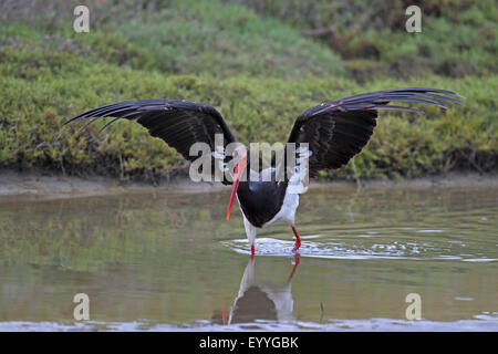 Schwarzstorch (Ciconia Nigra), sucht Nahrung im flachen Wasser, Griechenland, Lesbos Stockfoto