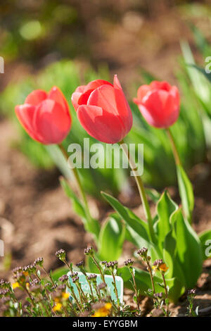 gemeinsamer Garten-Tulpe (Tulipa spec.), drei rote Tulpen Stockfoto