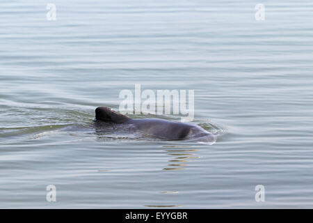 Phoecaena Phoecaena (Phoecaena Phoecaena), schwimmt an der Wasseroberfläche, Niederlande, Friesland, Breezand Stockfoto