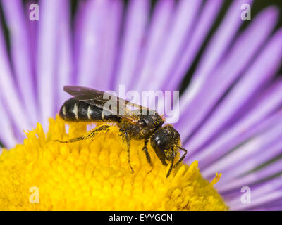 Schweiß der Biene (Halictus Maculatus), weibliche Futtersuche auf jährliche Berufkraut (Erigeron Annuus), Deutschland Stockfoto