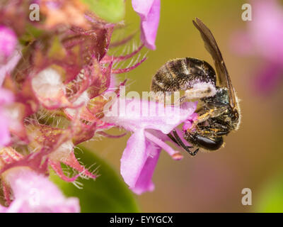 Sweat Bee (Früchte Morio), weibliche Futtersuche auf wilder Thymian (Thymus), Deutschland Stockfoto