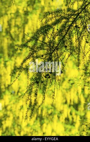 gemeinsamen Lärche, Lärche (Larix Decidua, Larix Europaea), Silhouette der Lach vor blühenden Goldregen, Deutschland, Nordrhein-Westfalen Stockfoto