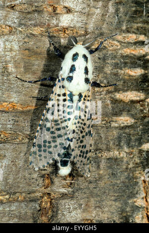 Leopard-Motte (Zeuzera Pyrina, Zeuzera Pyrinia), auf Rinde, Deutschland Stockfoto