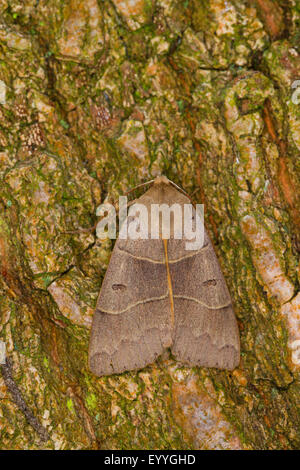 Lunare Doppelstreifen Brown Underwing (Minucia occasion, Occasion Pseudophia), auf Rinde, Deutschland Stockfoto