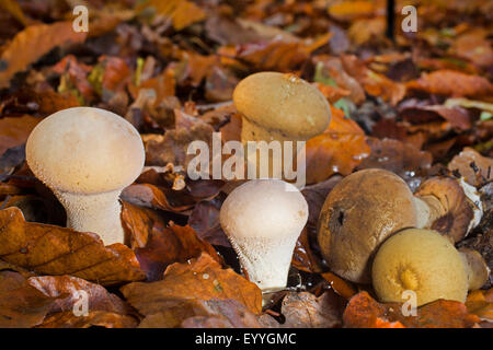 Zerstoßen Sie Puffball (Lycoperdon Excipuliforme, Calvatia Excipuliformis, Calvatia Saccata, Handkea Excipuliformis), zwischen Herbstlaub, Deutschland Stockfoto